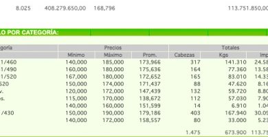 precios novillo arrendamiento
