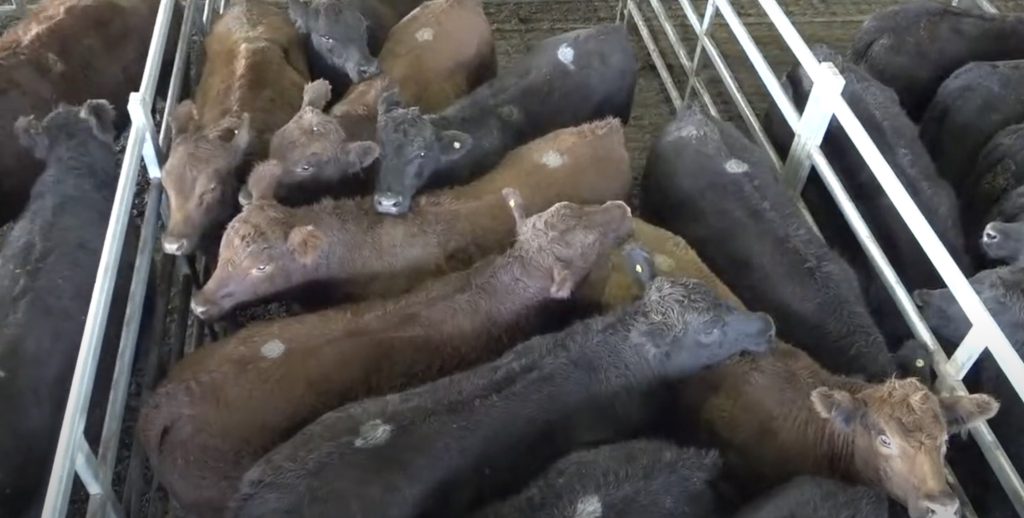 mag cañuelas precios hoy