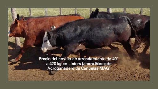 Precio del novillo de arrendamiento de 401 a 420 kg en Liniers (ahora Mercado Agroganadero de Cañuelas MAG)
