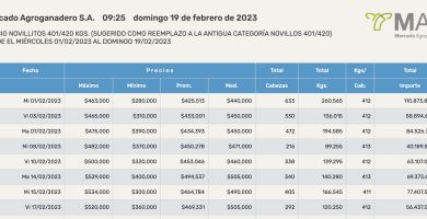 precio novillitos 401 a 420 mag cañuelas hoy