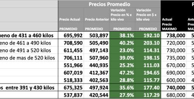 precio novillo mag cañuelas